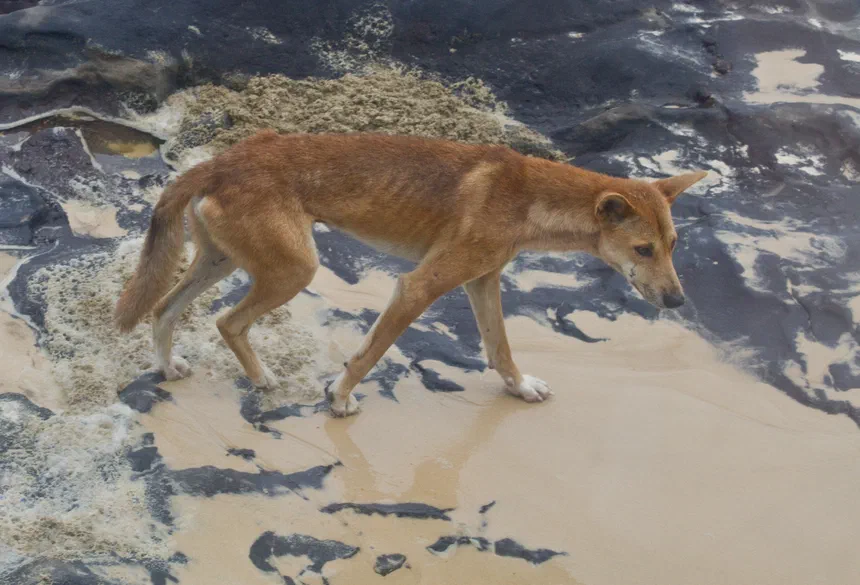Dingo