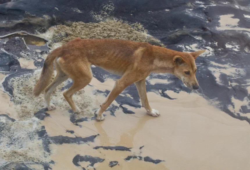 Dingo