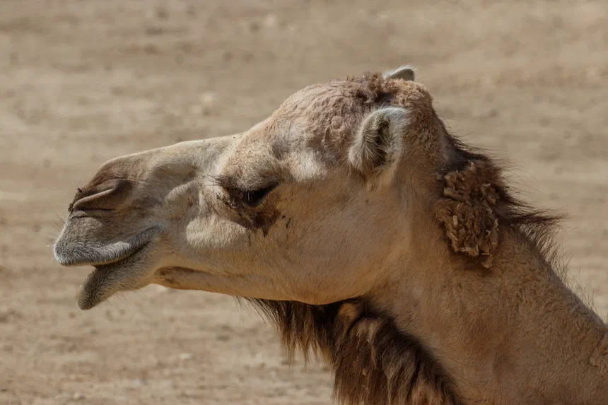 Dromedary Camel