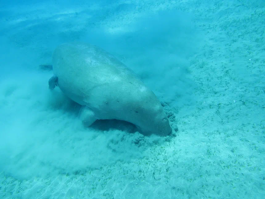 Dugong