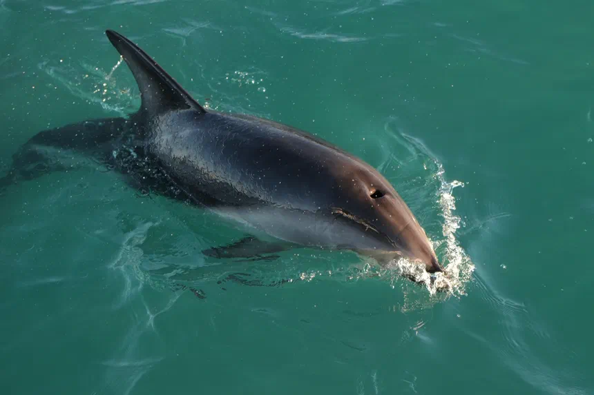 Dusky Dolphin
