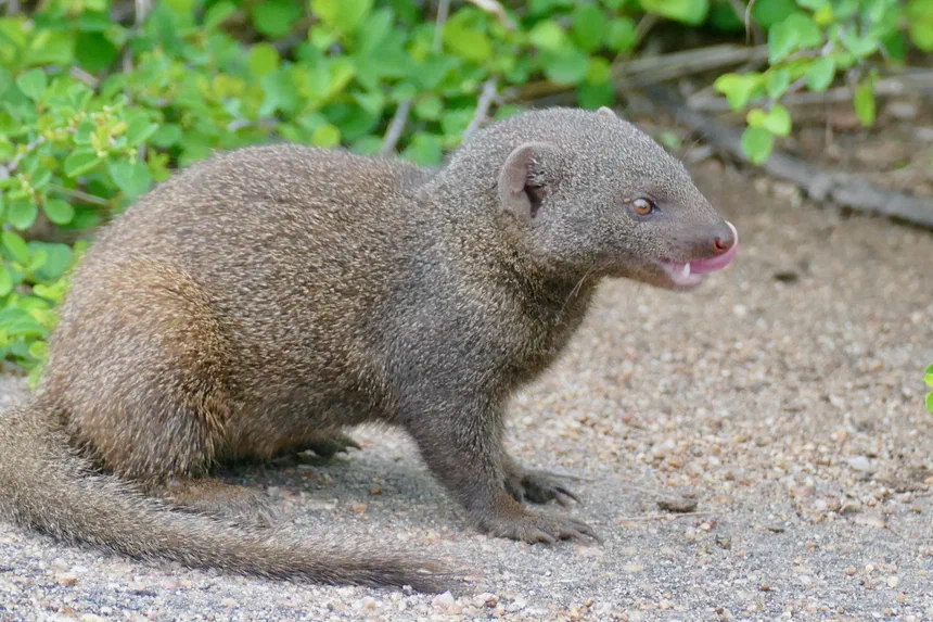 Dwarf Mongoose