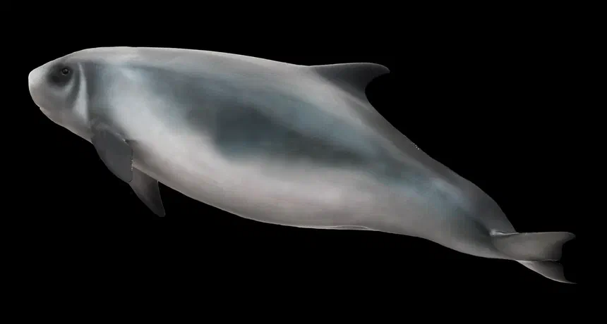 Dwarf Sperm Whale