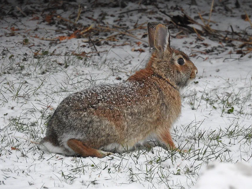 Eastern Cottontail