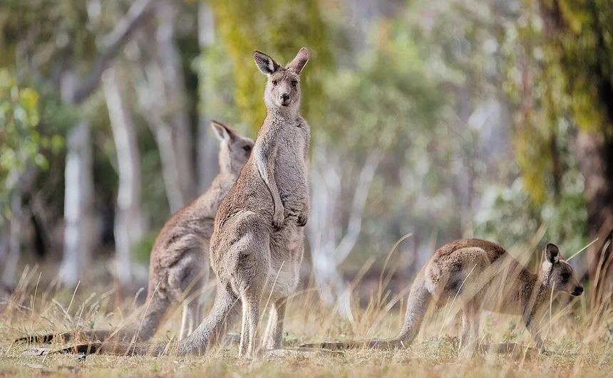 Eastern Grey Kangaroo