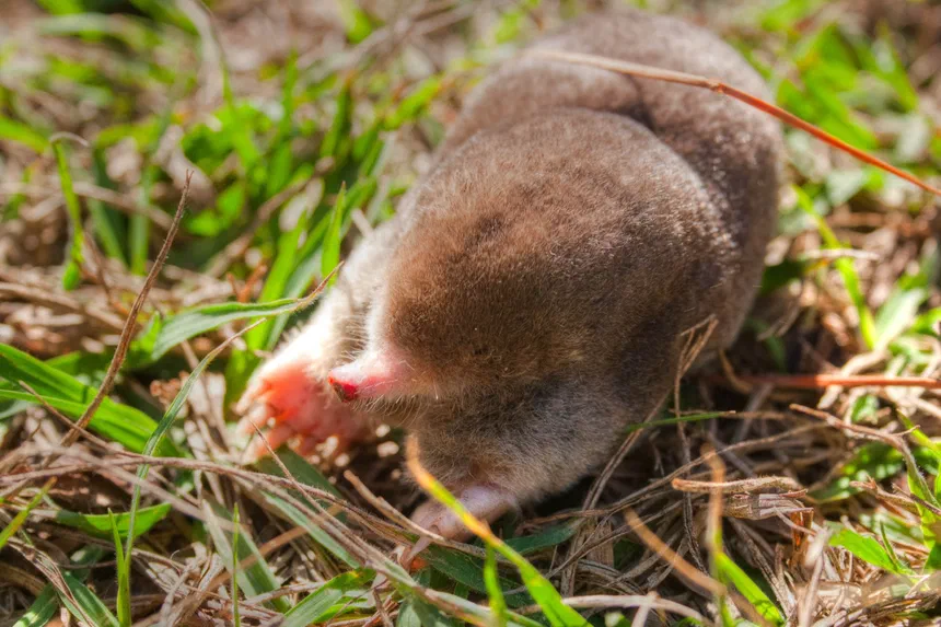 Eastern Mole