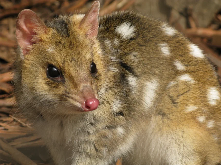 Eastern Quoll
