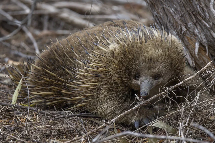 Echidna