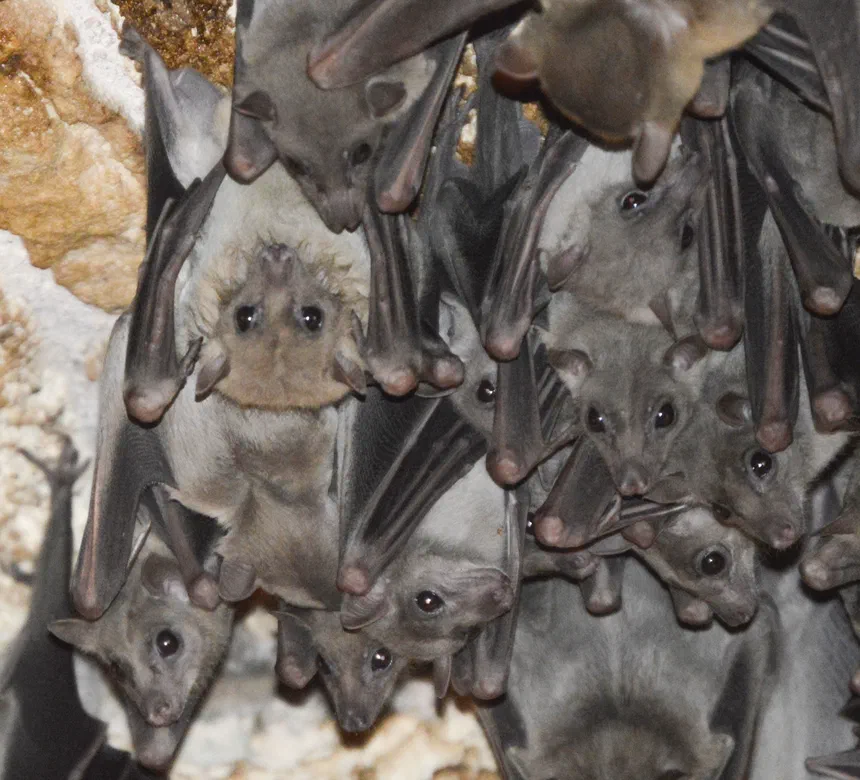 Egyptian Fruit Bat