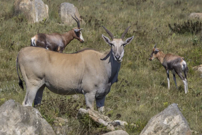 Eland