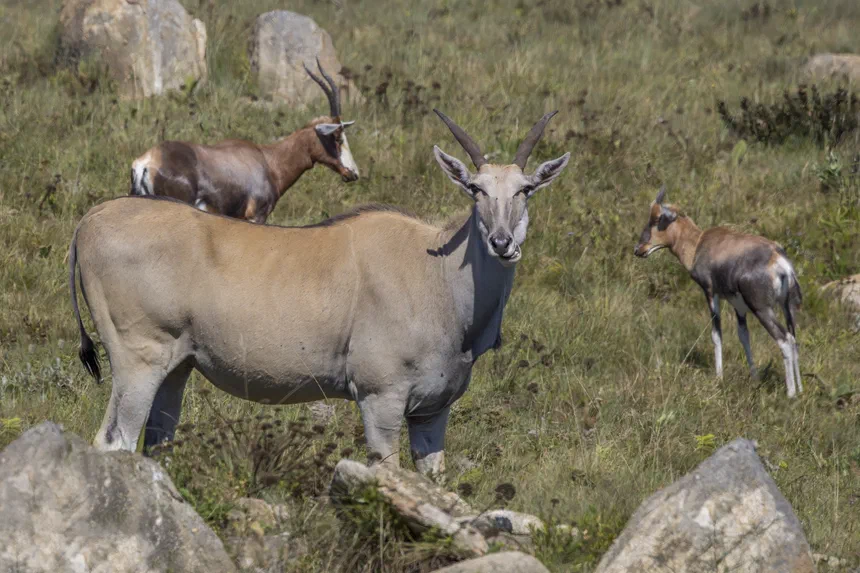 Eland
