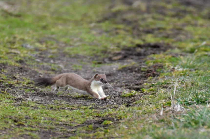 Ermine