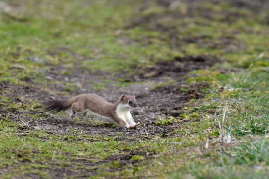 Ermine