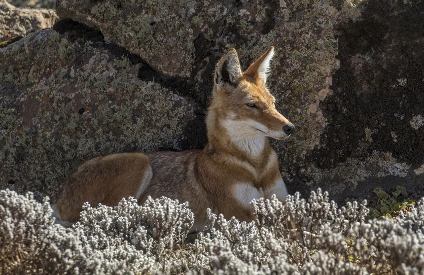 Ethiopian Wolf