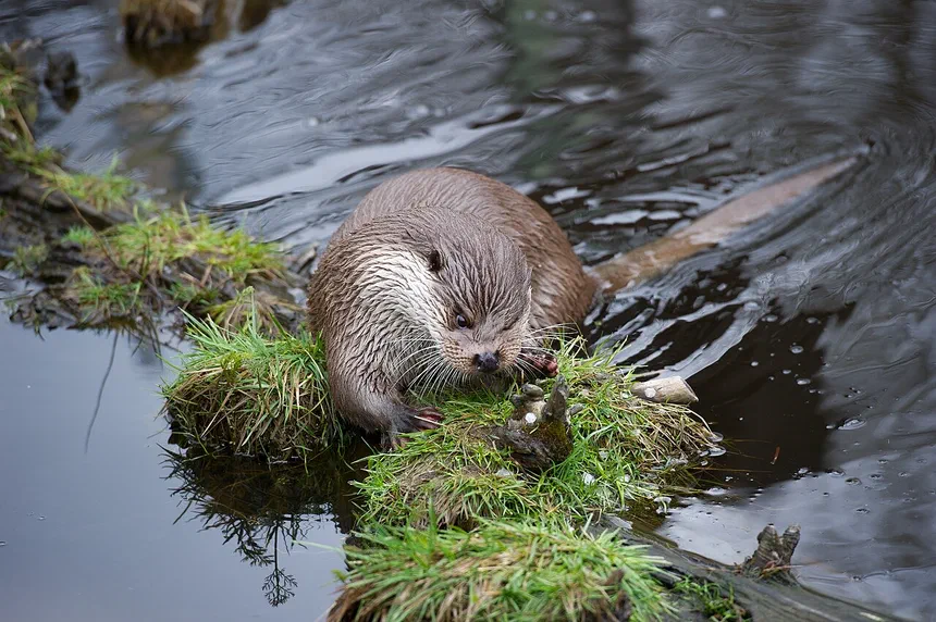 Eurasian Otter