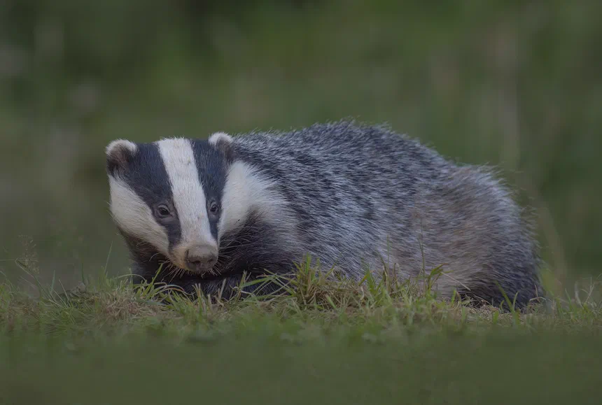 European Badger