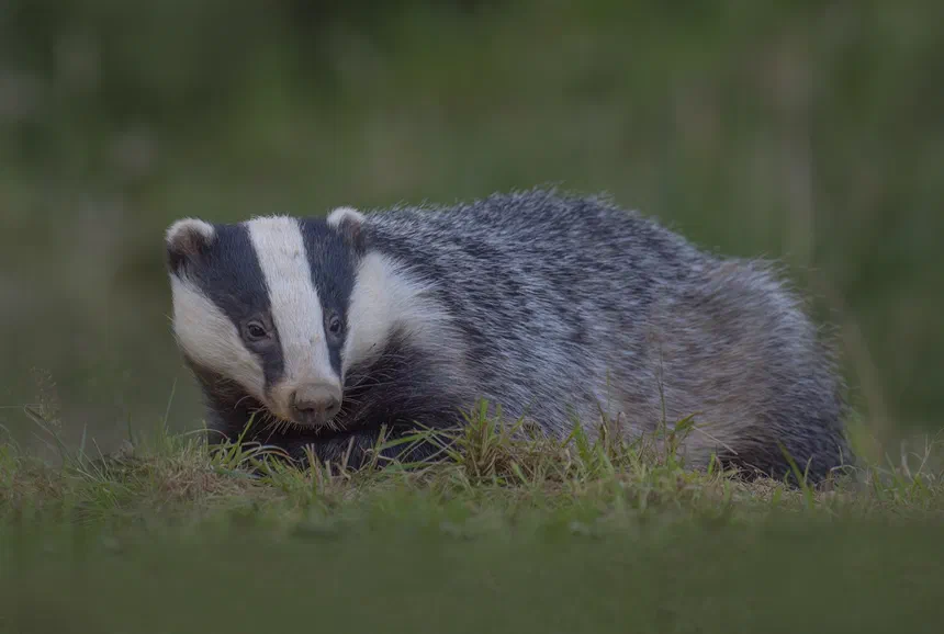 European Badger