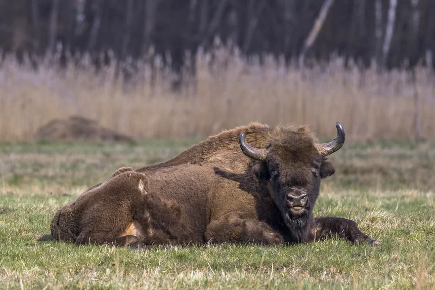 European Bison