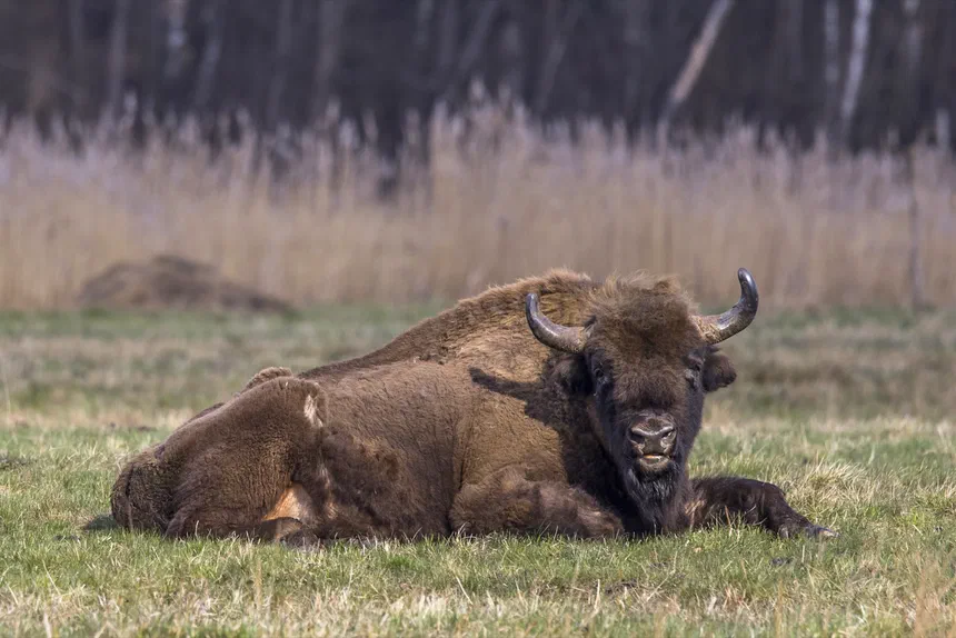 European Bison