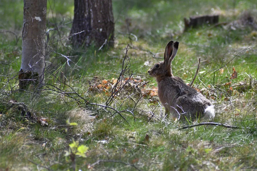 European Hare