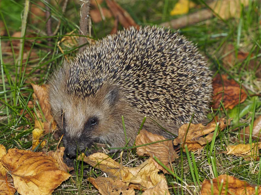 European Hedgehog