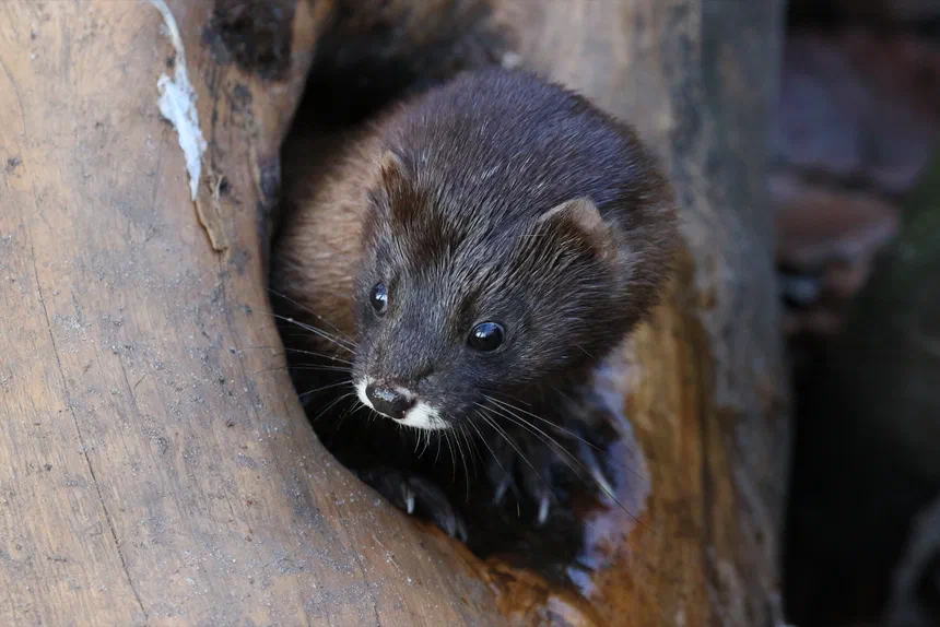 European Mink