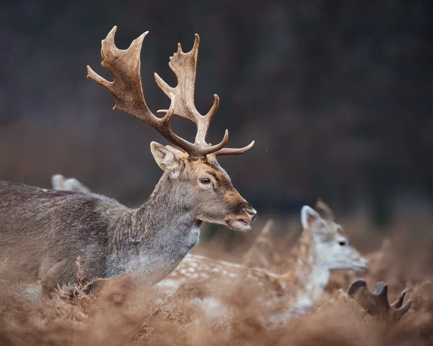 Fallow Deer