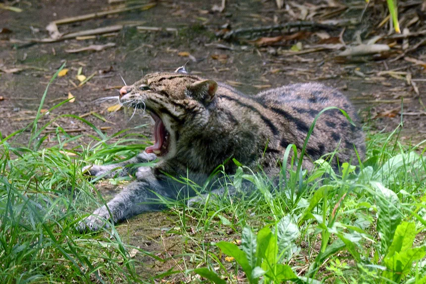 Fishing Cat