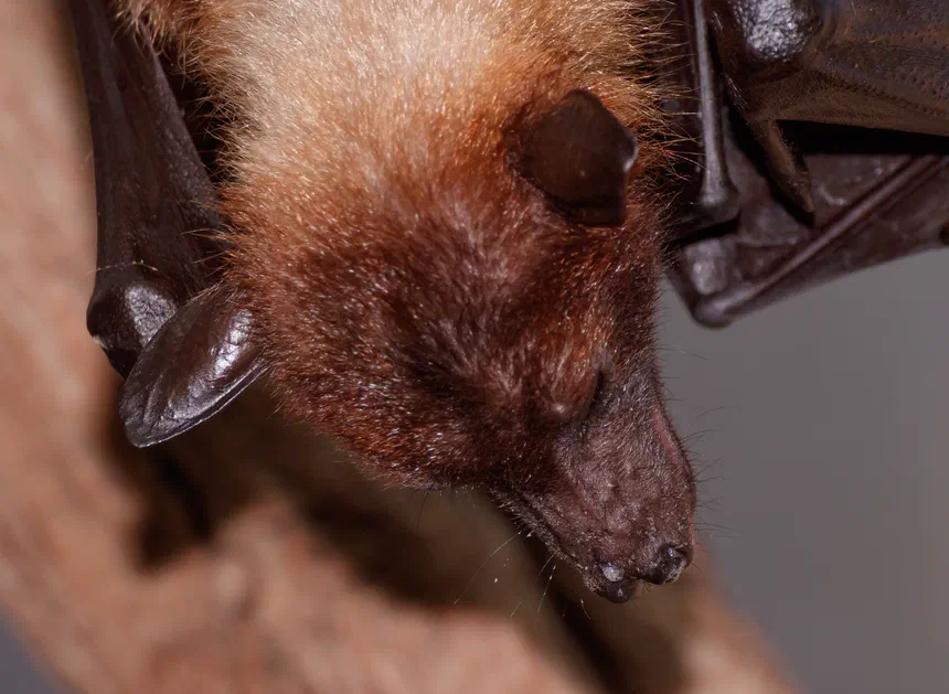 Flying Fox