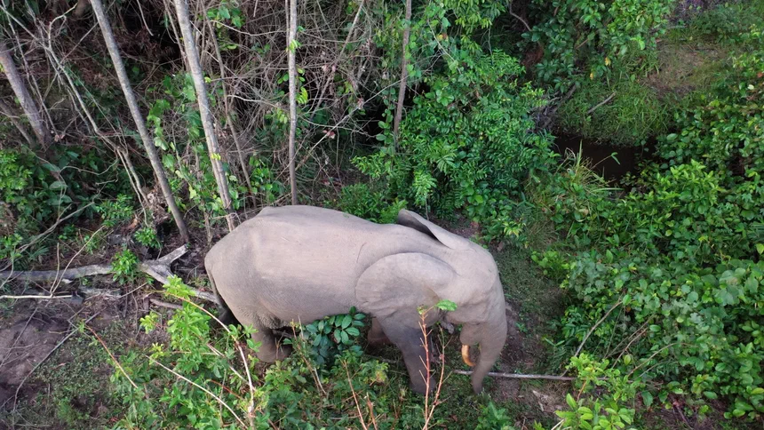 Forest Elephant