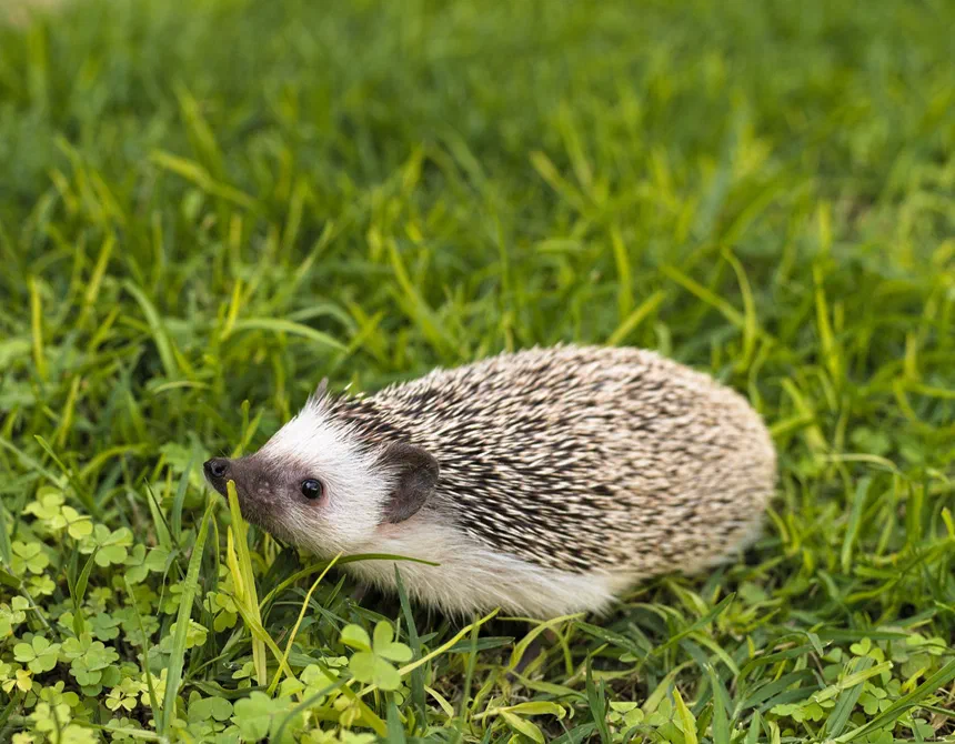 Four-Toed Hedgehog