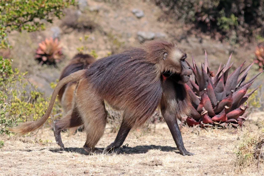 Gelada