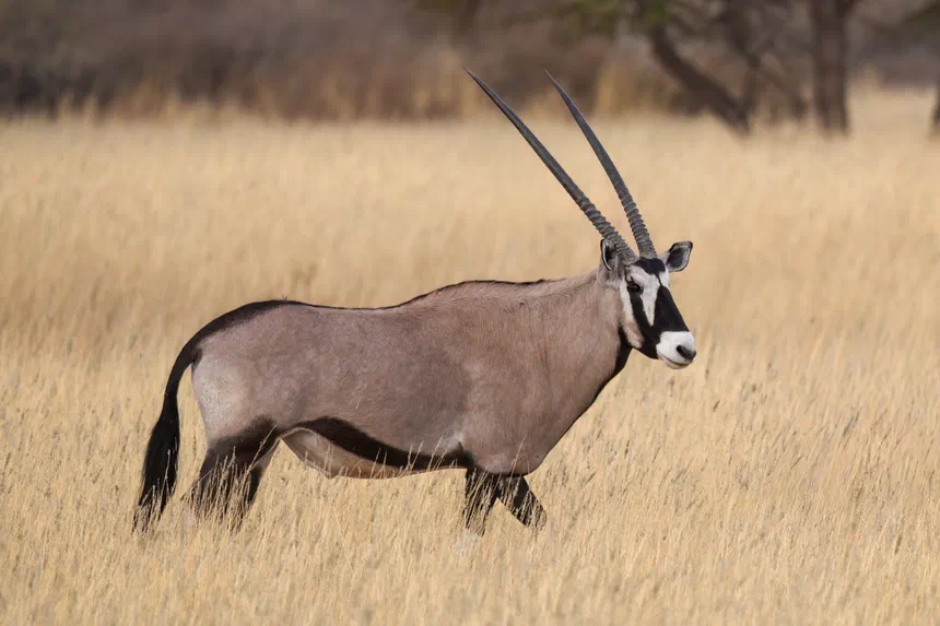 Gemsbok