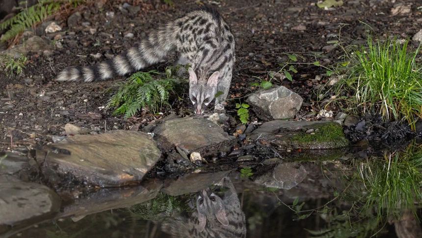 Common Genet