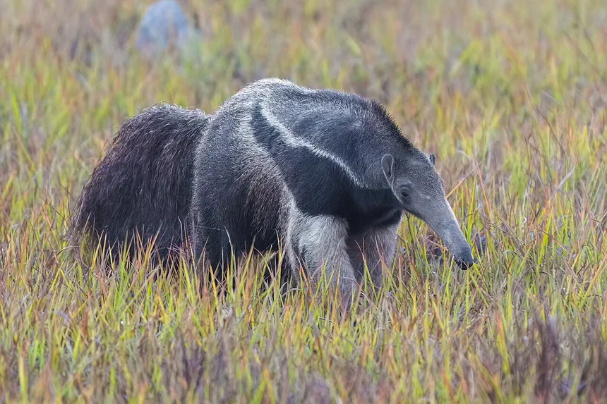 Giant Anteater