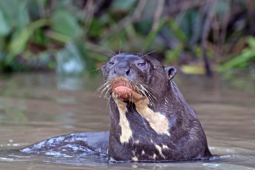 Giant Otter