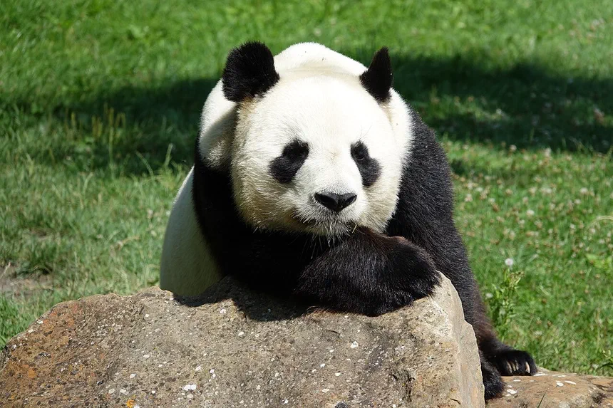 Giant Panda