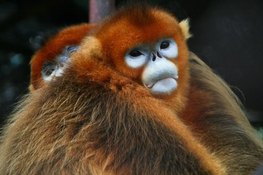 Golden Snub-Nosed Monkey