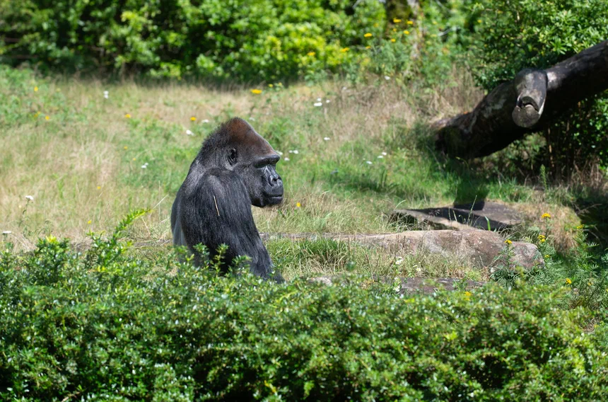 Western Gorilla