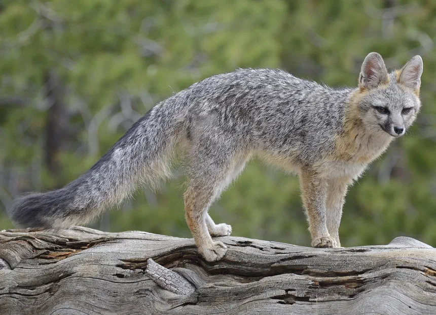 Gray Fox