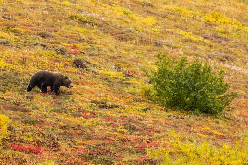 Grizzly Bear