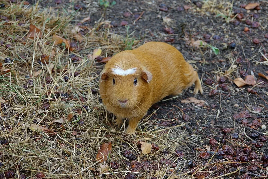 Guinea Pig