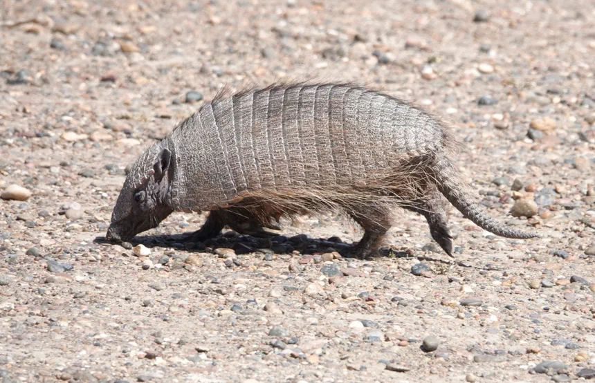 Big Hairy Armadillo