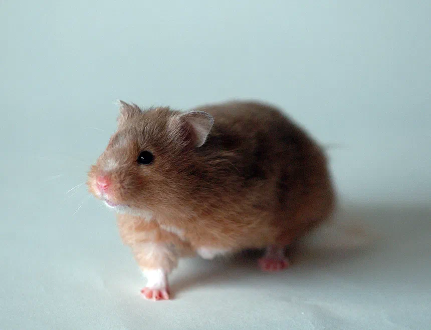 Golden Hamster