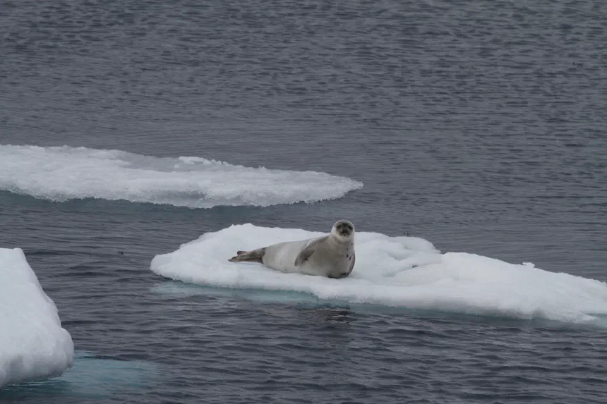 Harp Seal