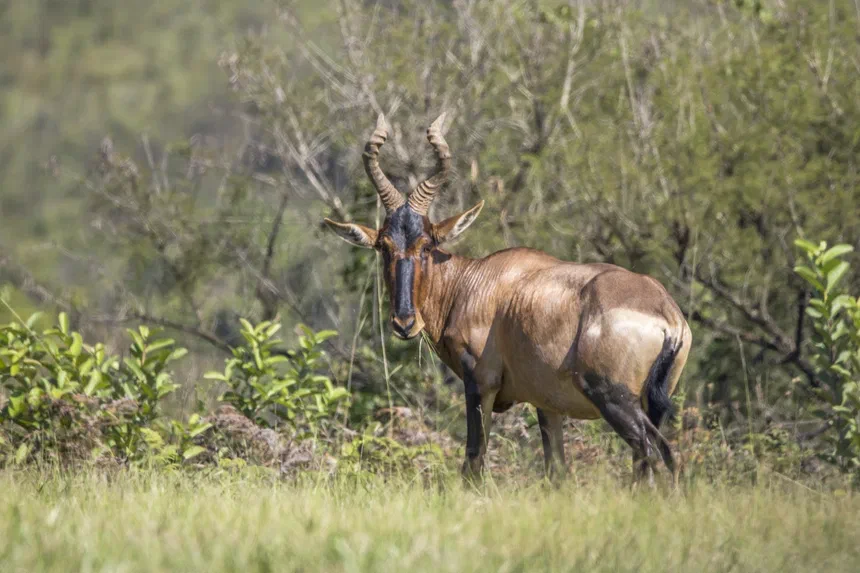 Hartebeest