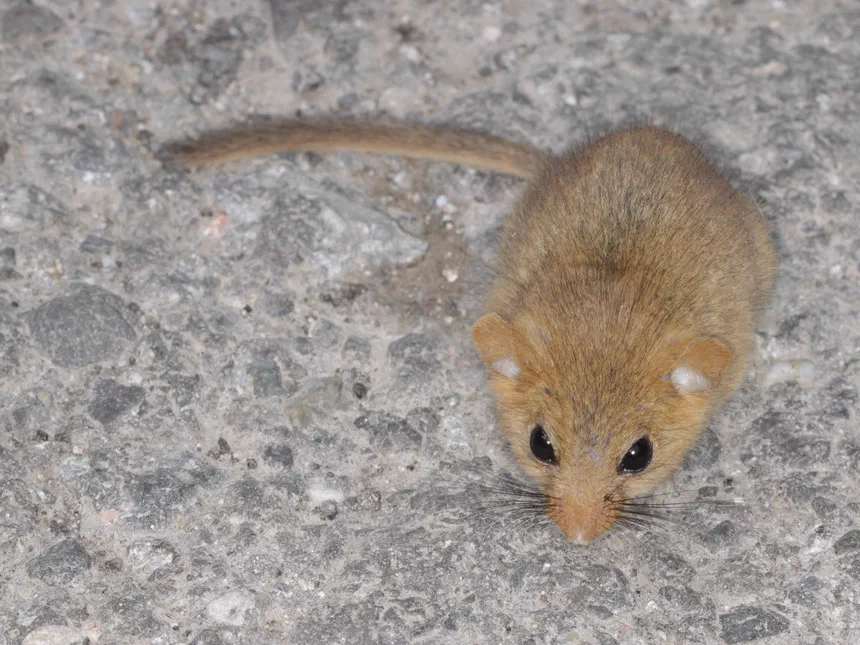 Hazel Dormouse