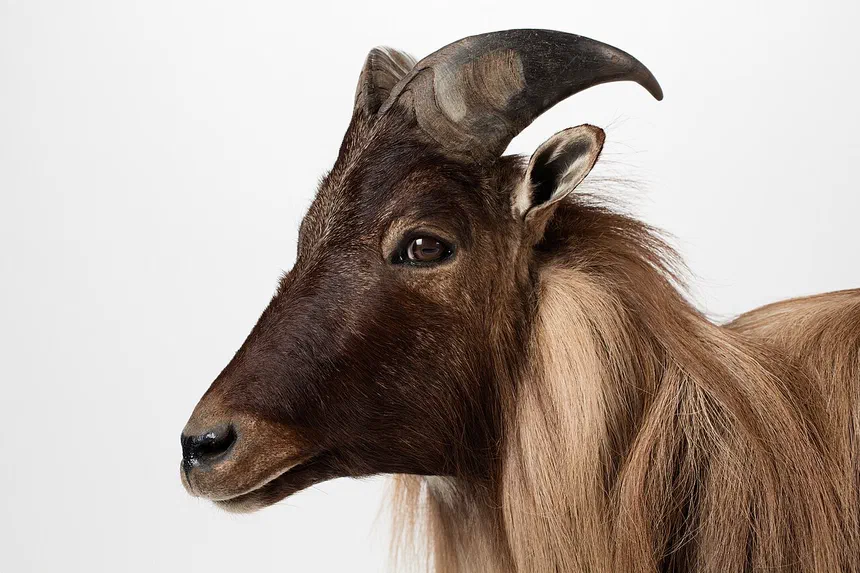 Himalayan Tahr