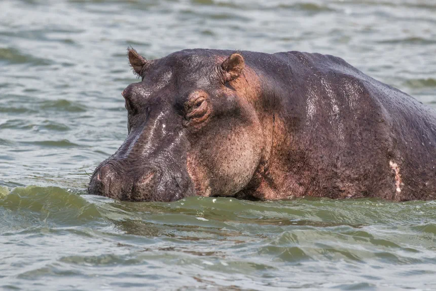 Hippopotamus