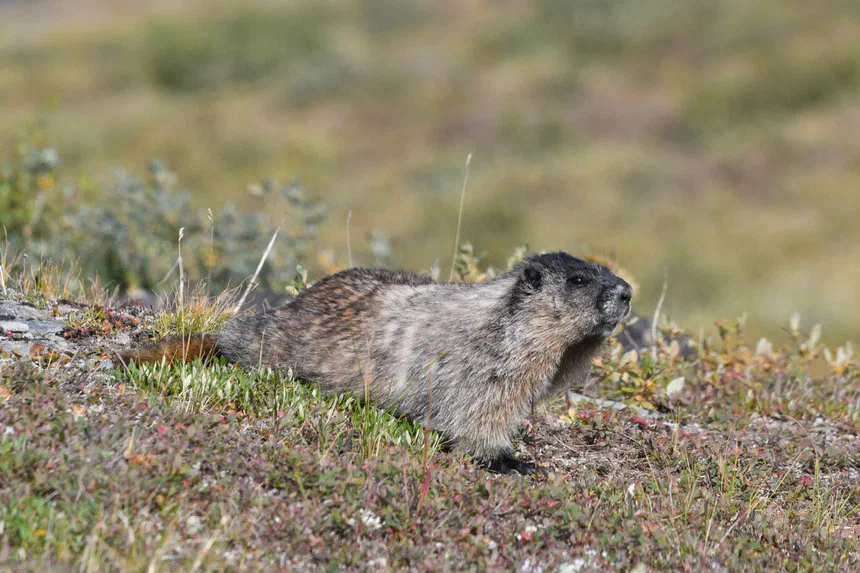 Hoary Marmot